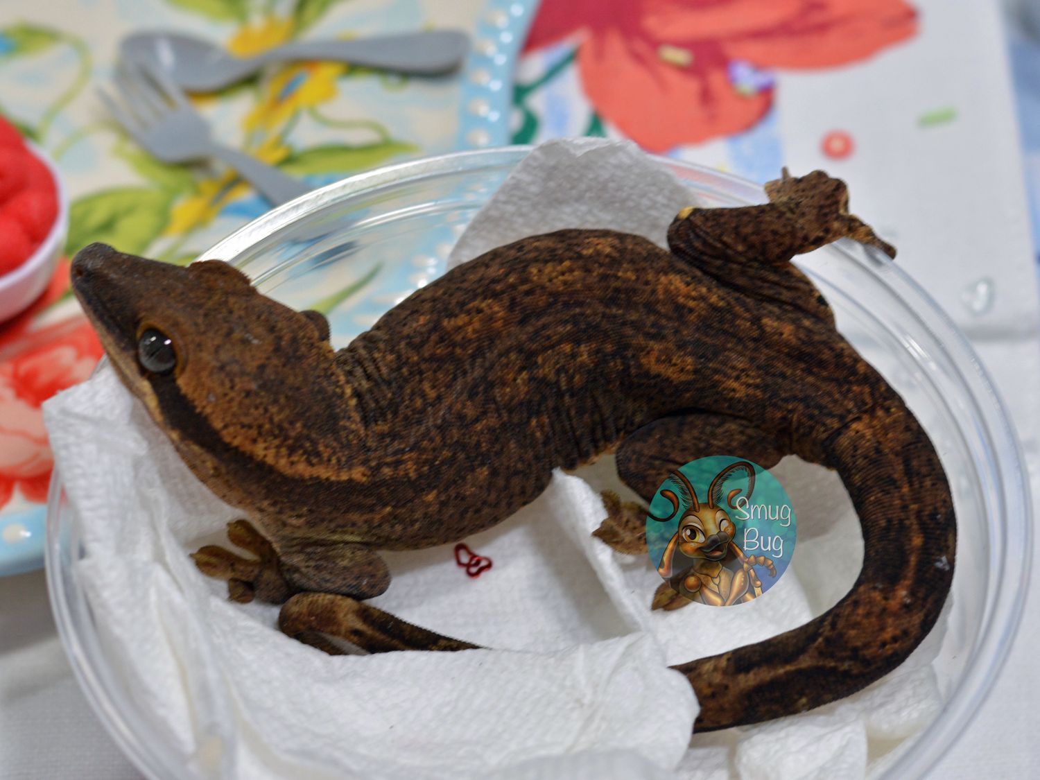 Make-Make, patternles RTB female sarasinorum gecko
