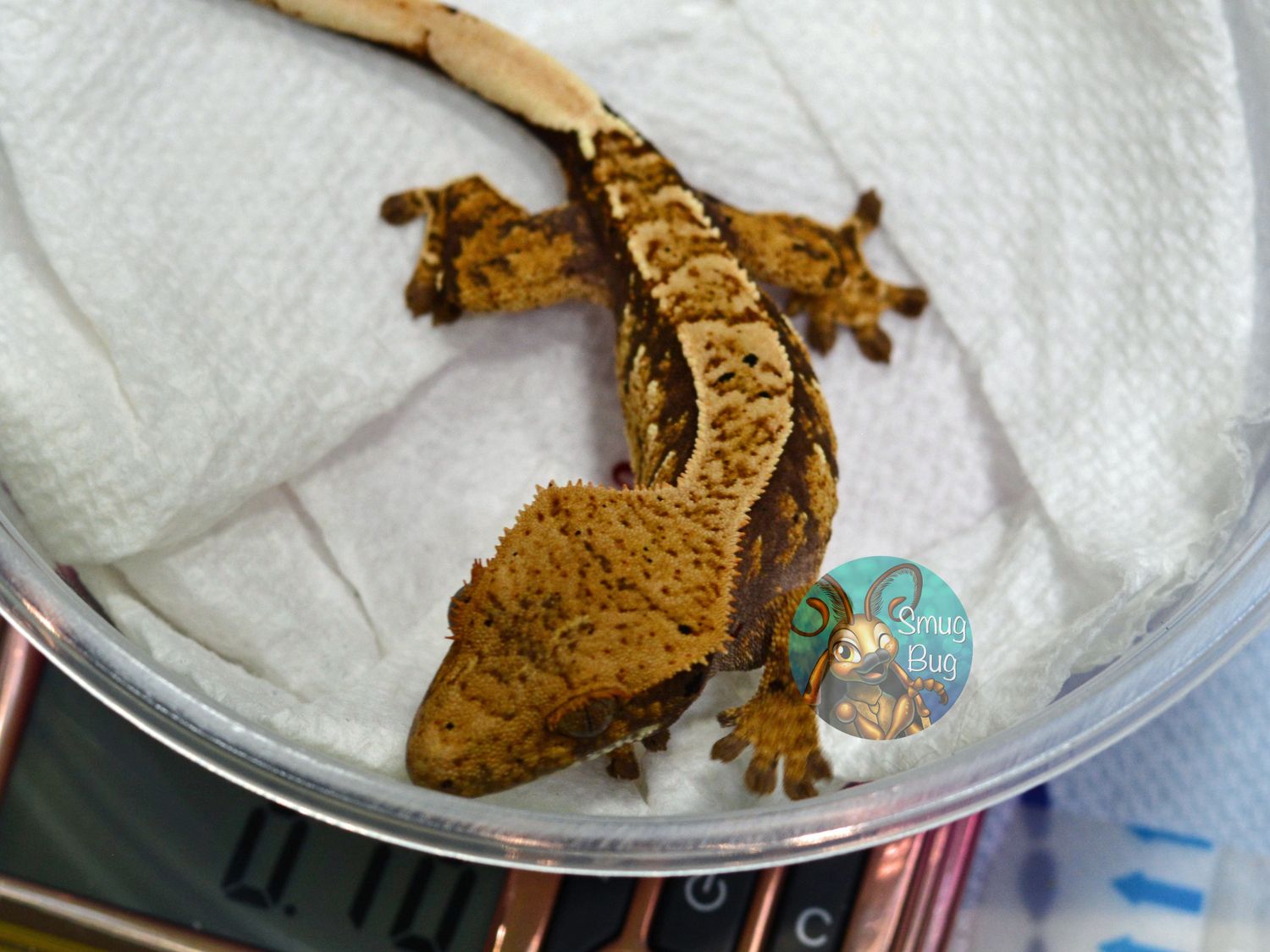 My Carniverous Young Boyfriend, Red based cream harlequin brindle crested gecko