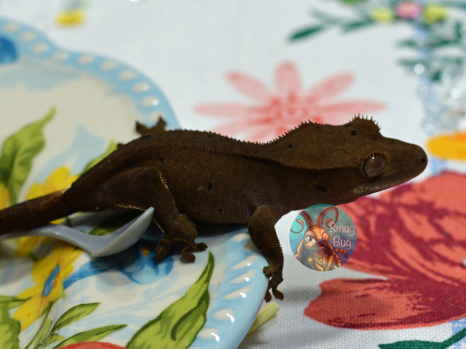 Once You&#39;re Mine, Dark softscale phantom possible female crested gecko