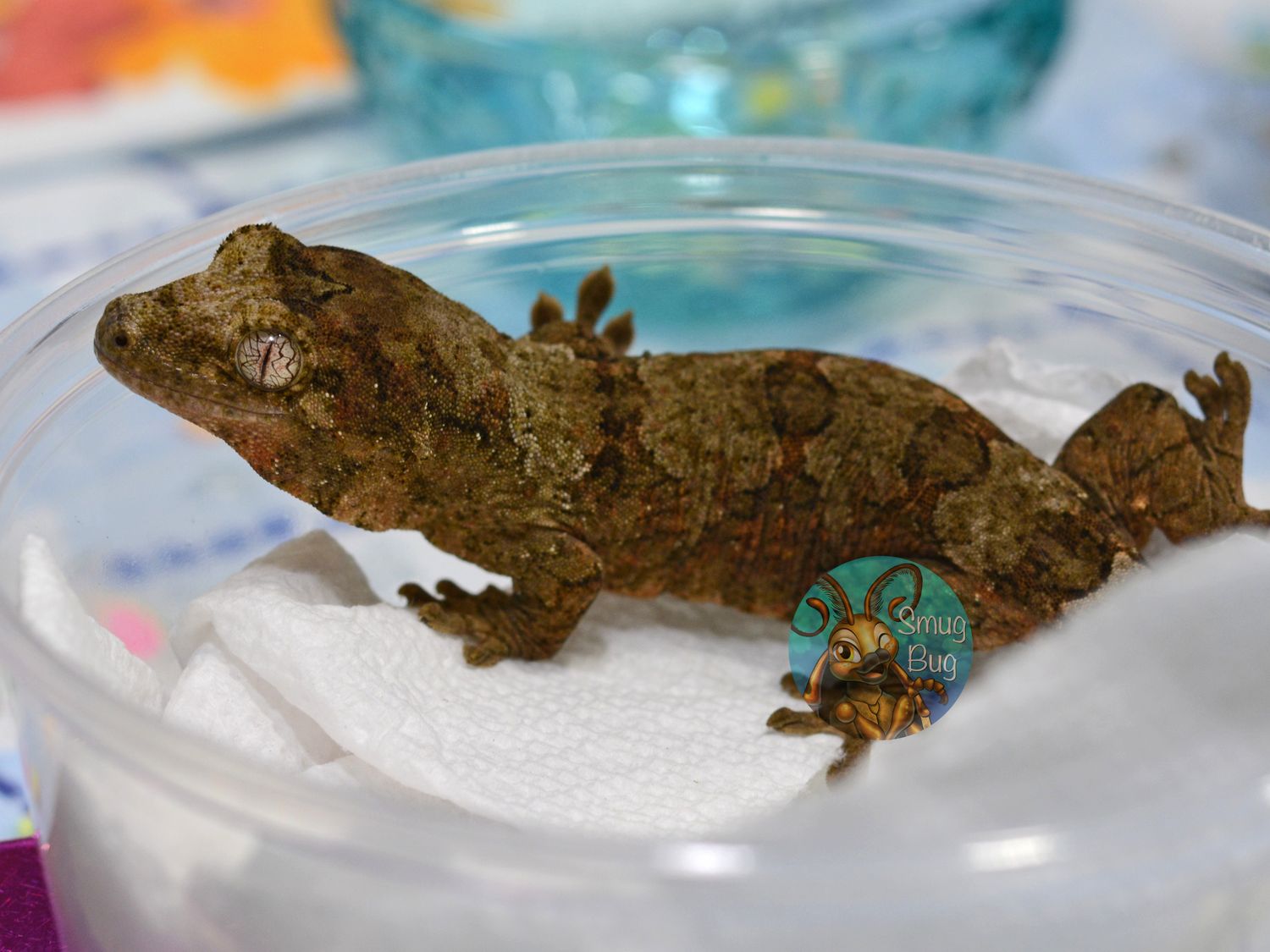 Ripped, Pine Island probable female chahoua Gecko