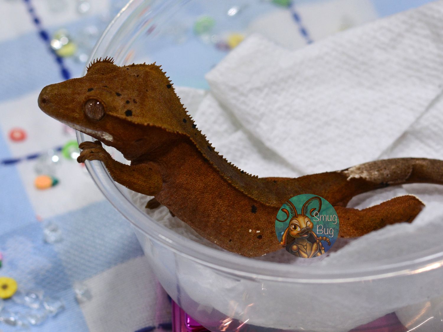 Twisted, red phantom dalmatian female crested gecko