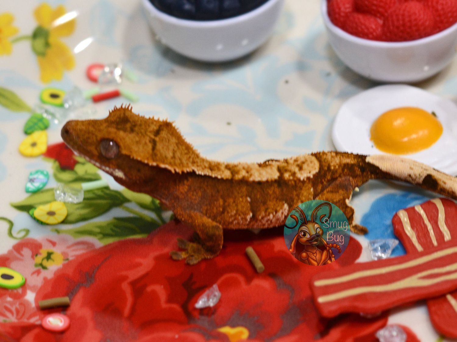 Two Captains, One Chair Red tricolor harlequin possible female crested gecko