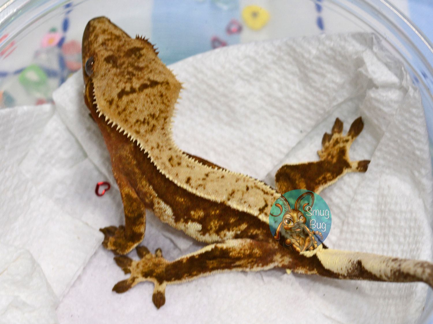 Wallbager, whitewall dirty red based harlequin probable female crested gecko