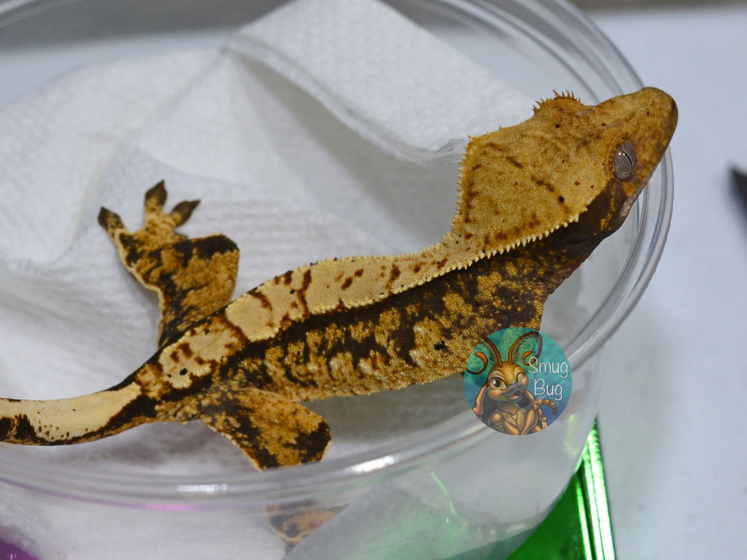 Wet Hot Allosaurus Summer, probable male dark based yellow harlequin crested gecko