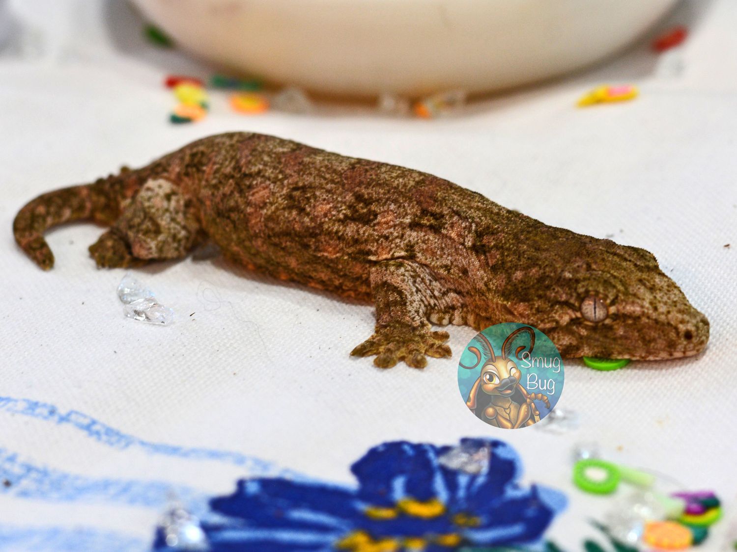 And Then I Kissed Him, Pure Nuu Ana Female pink and purple leachanius gecko