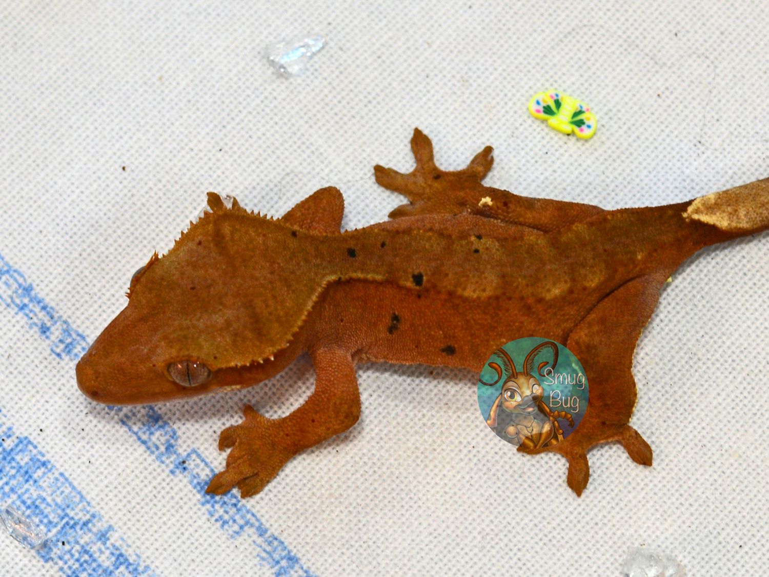 Asking for Trouble, Red Phantom Dalmation probable female crested gecko