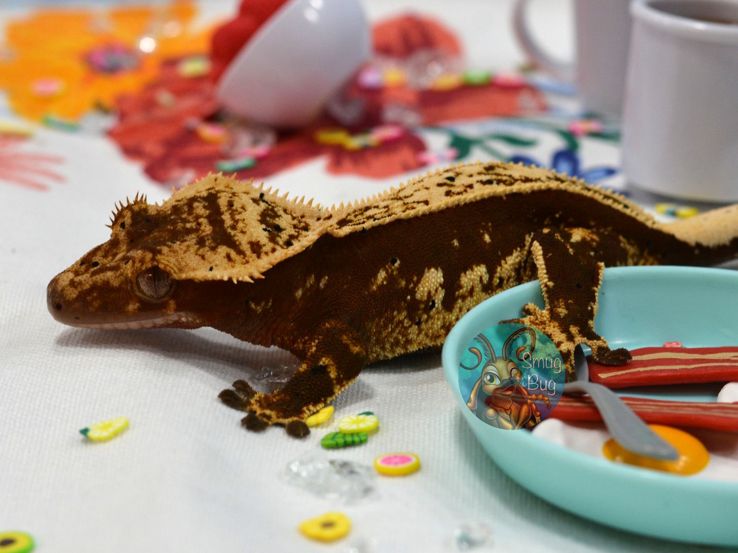 Beauty and the Bookworm, subadult female dark based harlequin pinstripe dalmatian crested gecko