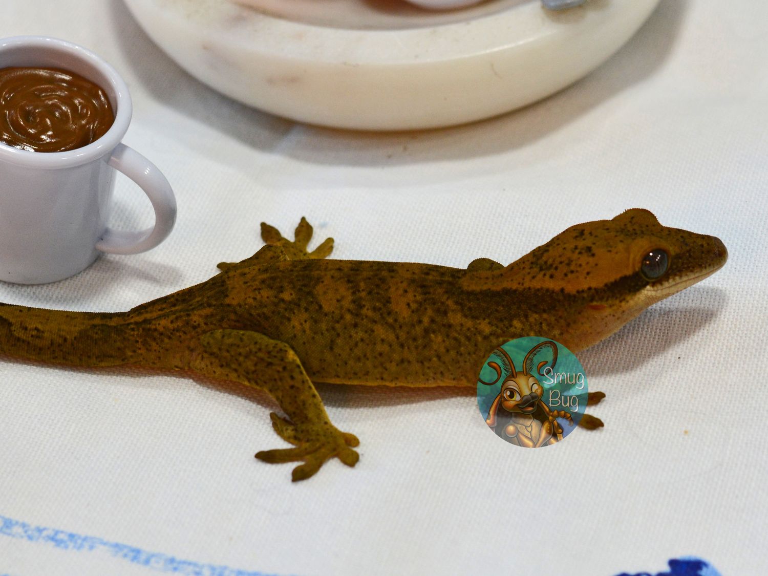 Ben is a Hoe, Juvenile female blonde sarasinorum gecko