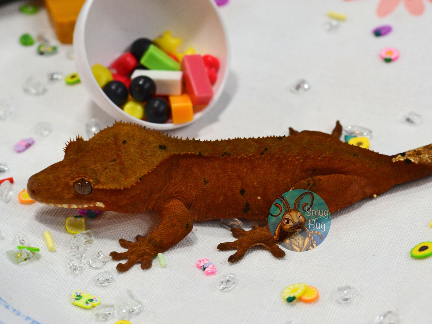Frenched, juvenile female red phantom dalmatian crested gecko