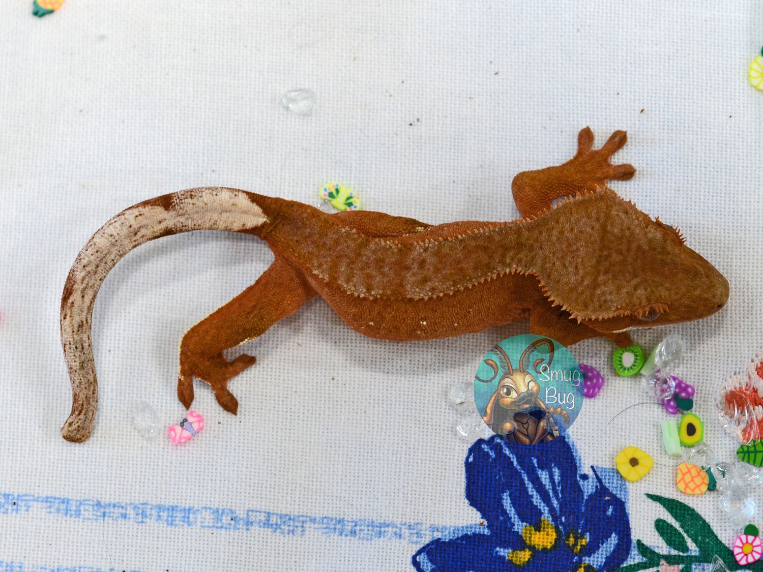 Just Like Animals, Juvenile female red phantom Crested gecko