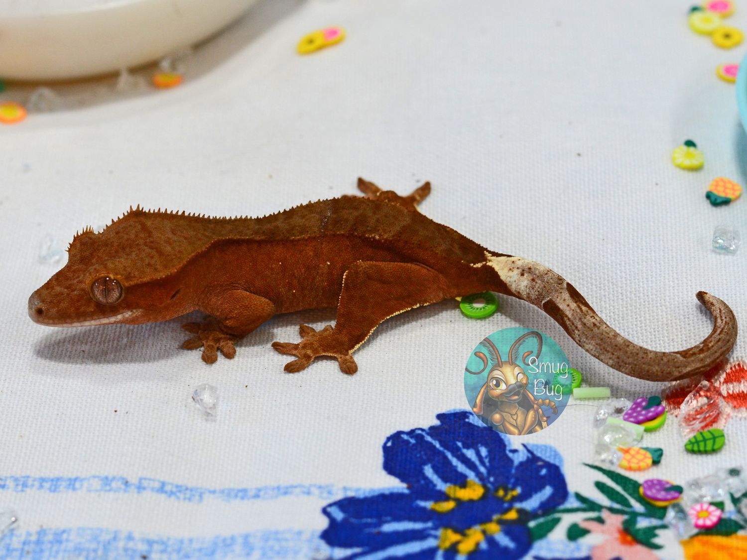 Mile High Probable female red phantom patternless crested gecko