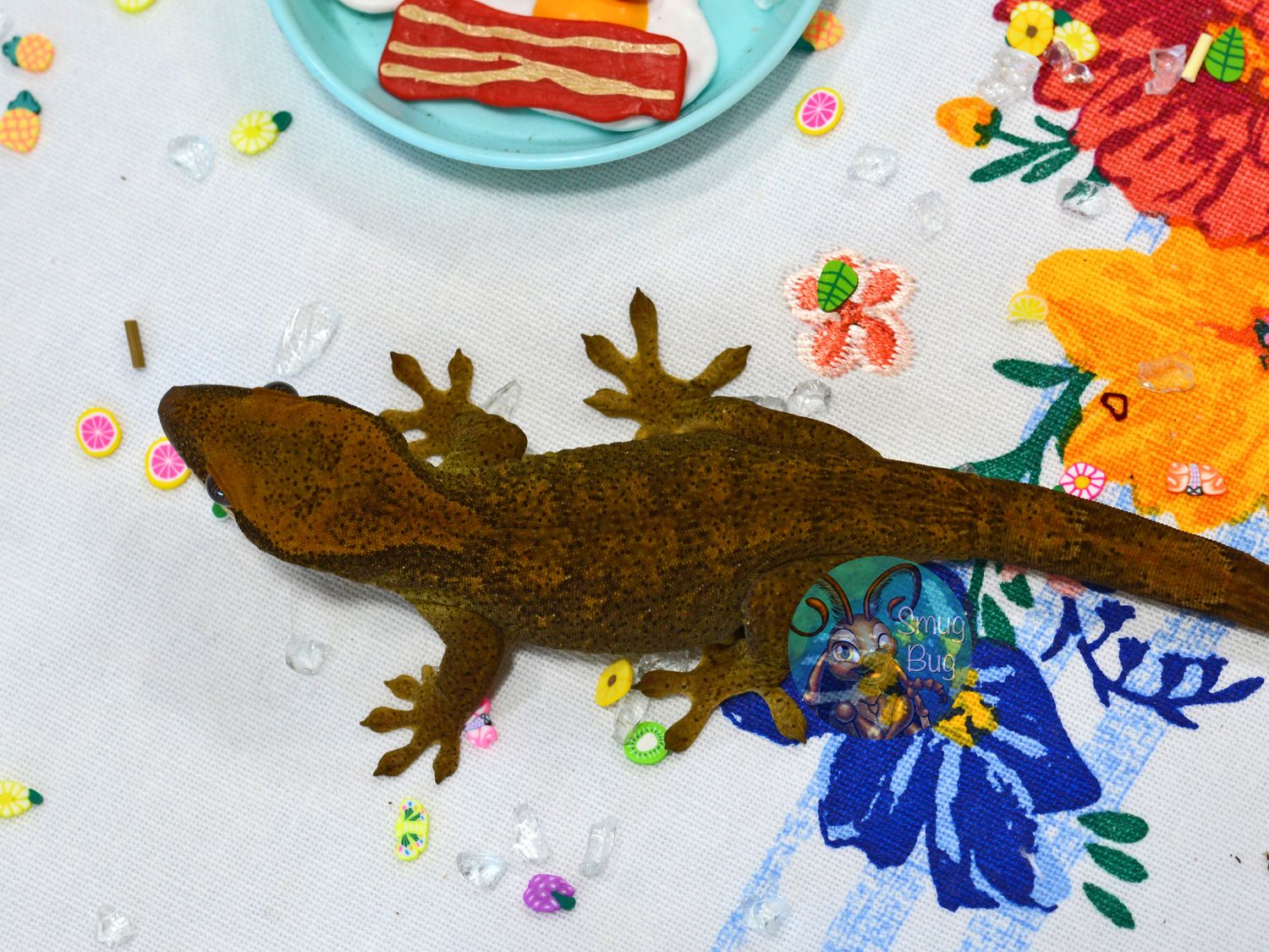 Taken By My Gay Rose Bush, Probable female blonde sarasinorum gecko