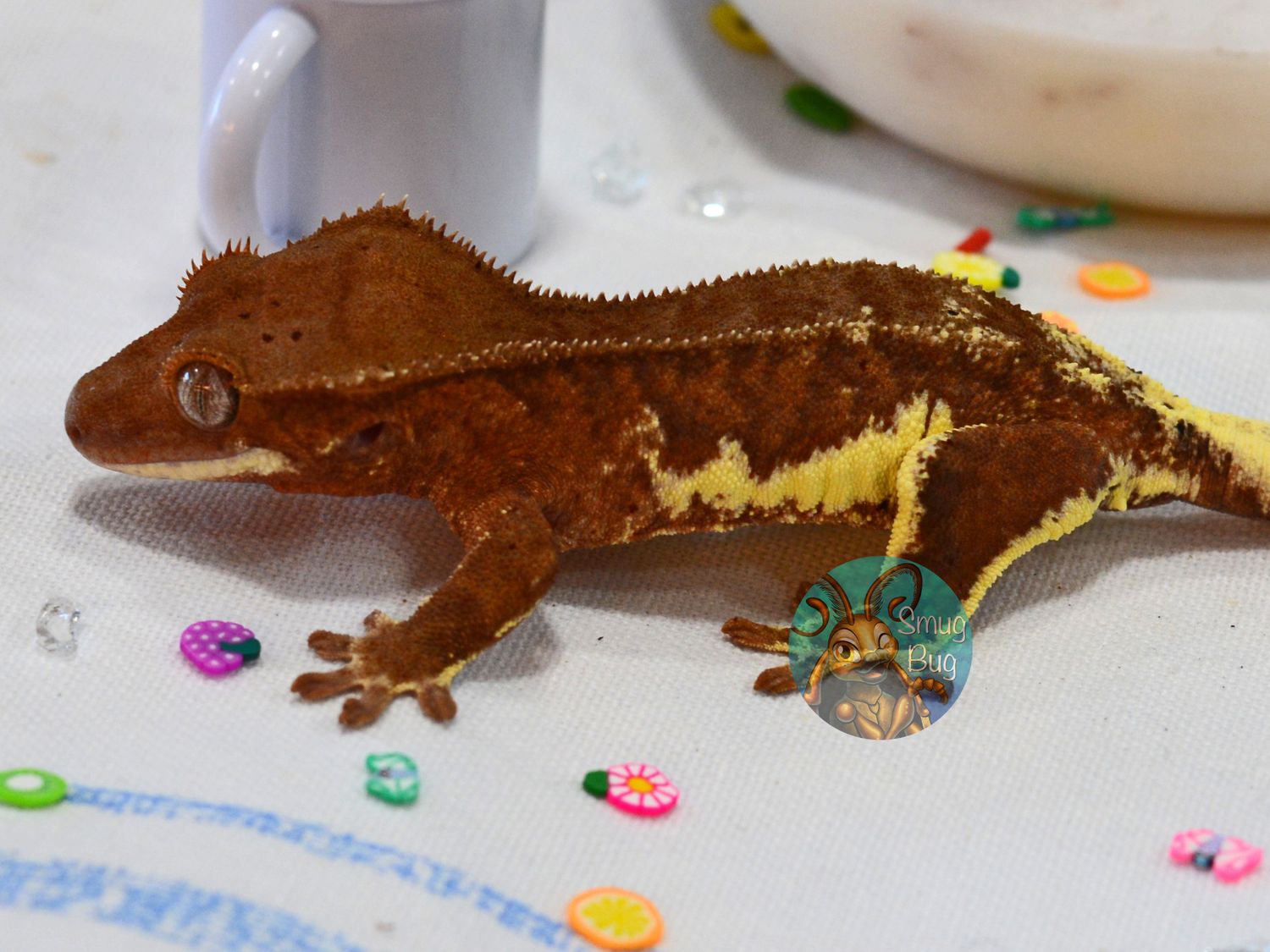 The Flamingo&#39;s Fated Mate, Juvenile female dark based lily white crested gecko