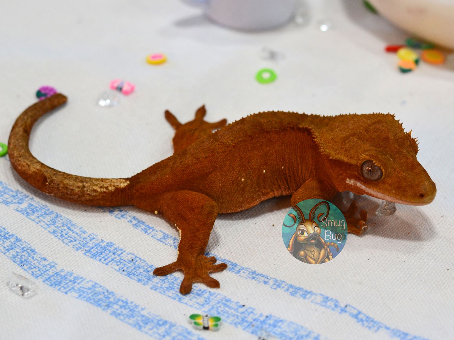 Seal My Lips With a Kiss, Juvenile female red phantom patternless crested gecko