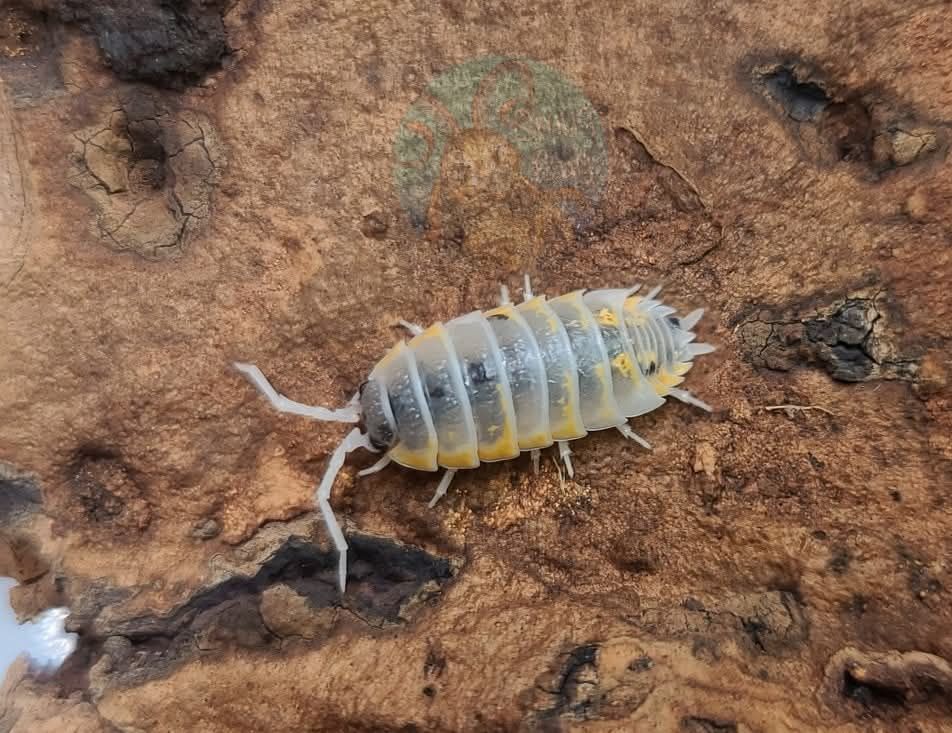 Porcellio ornatus "Witch's Brew"