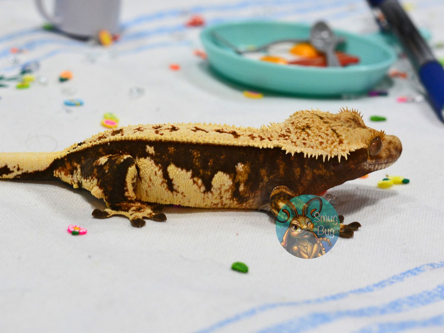 Artemis, dark cream partial pinstripe harlequin subadult female crested gecko
