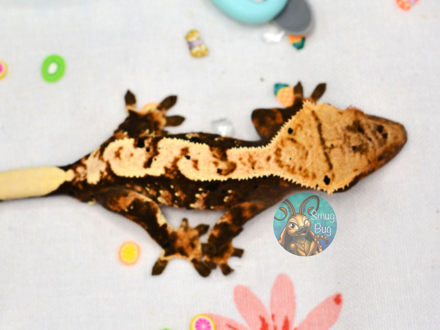 A Wicked Magic, Juvenile probable male dark based brindle harlequin crested gecko
