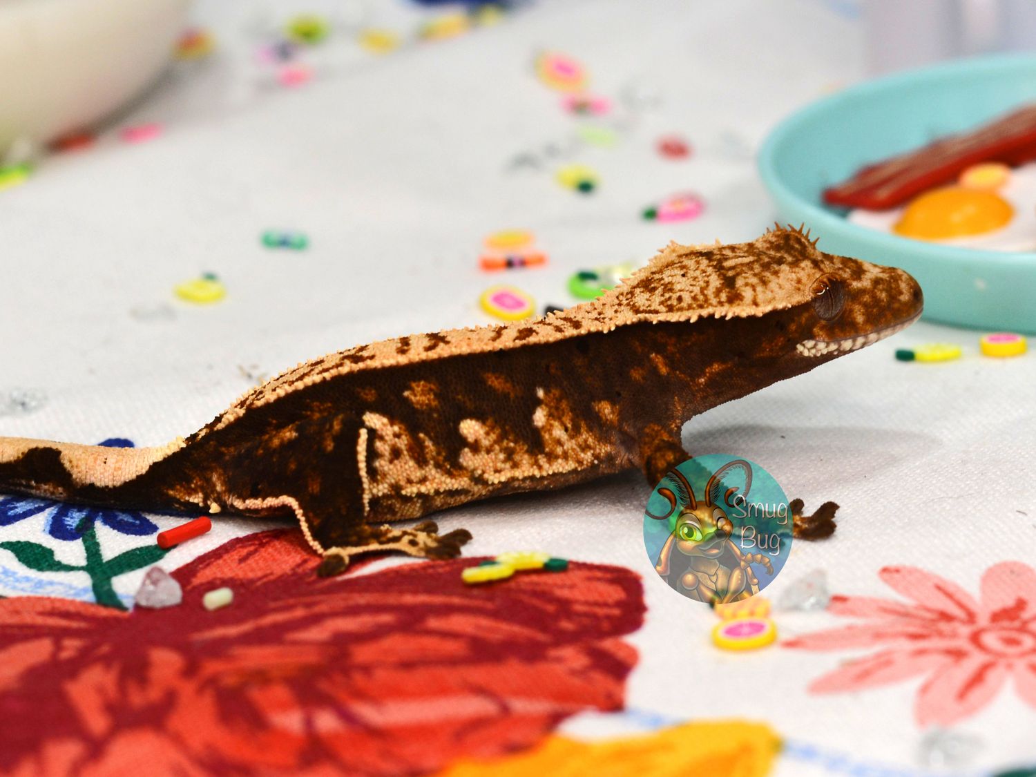 Bend Her, Probable female dark based pinstripe harlequin crested gecko