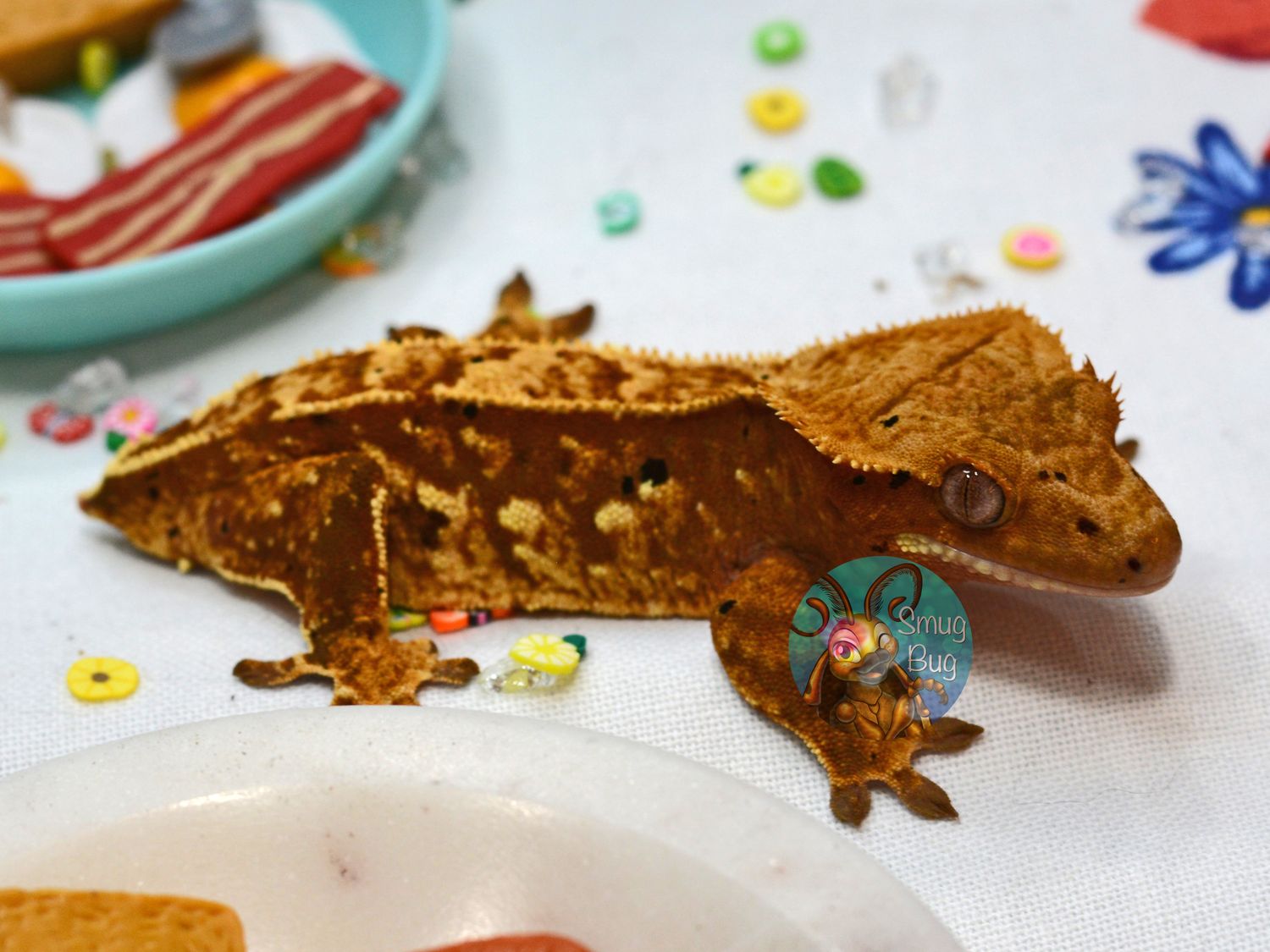 Birthday Girl, Juvenile red female partial pinstripe harlequin crested gecko