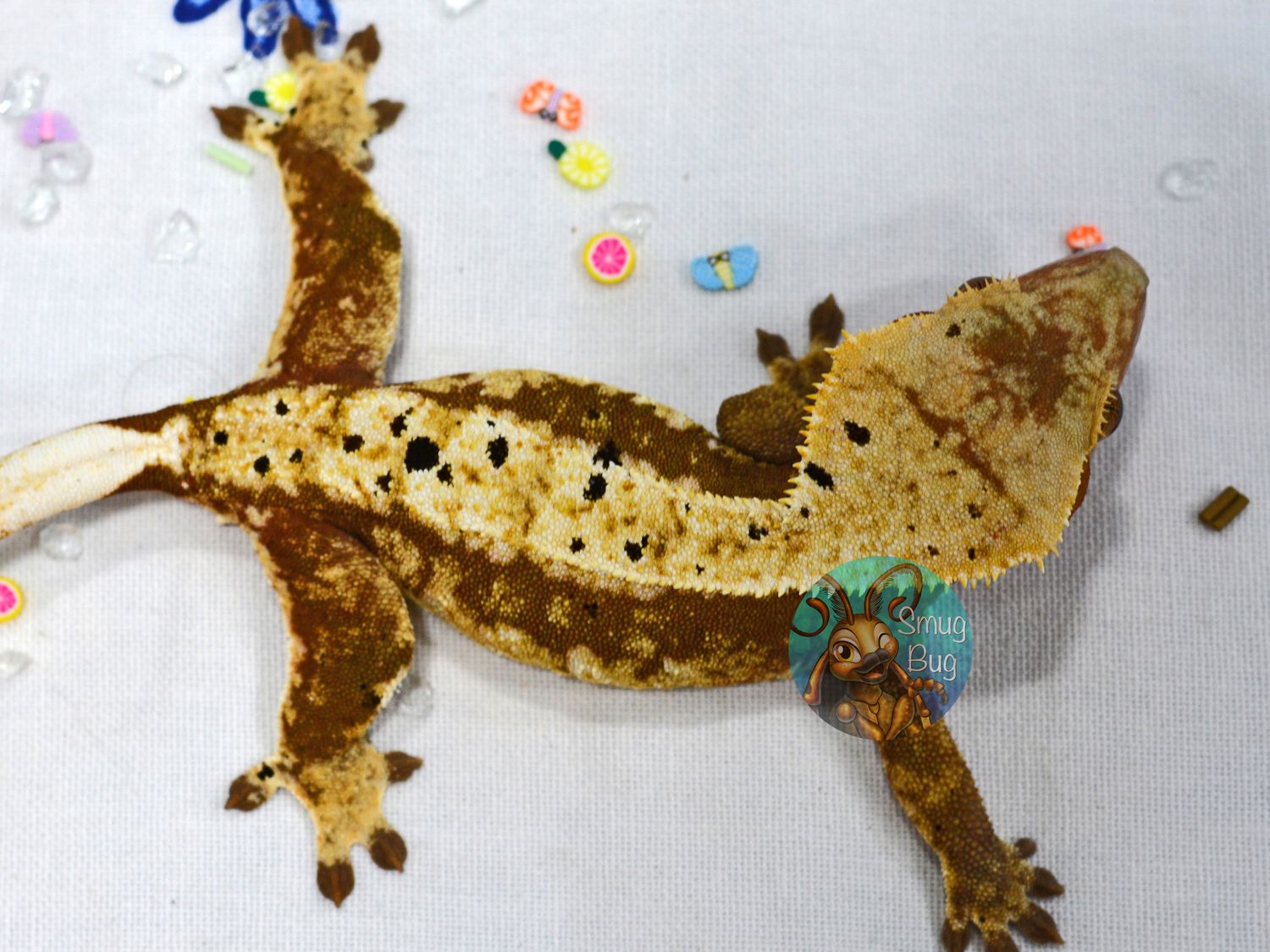 Cherry Roulade, dirty red cream harlequin dalmatian proven female crested gecko