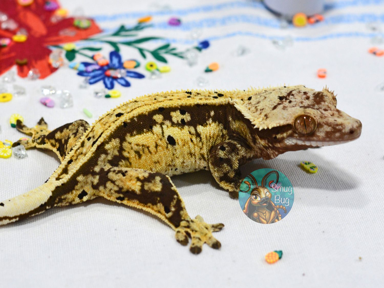 Cookies N&#39; Cream, adult proven female dark based harlequin dalmatian crested gecko