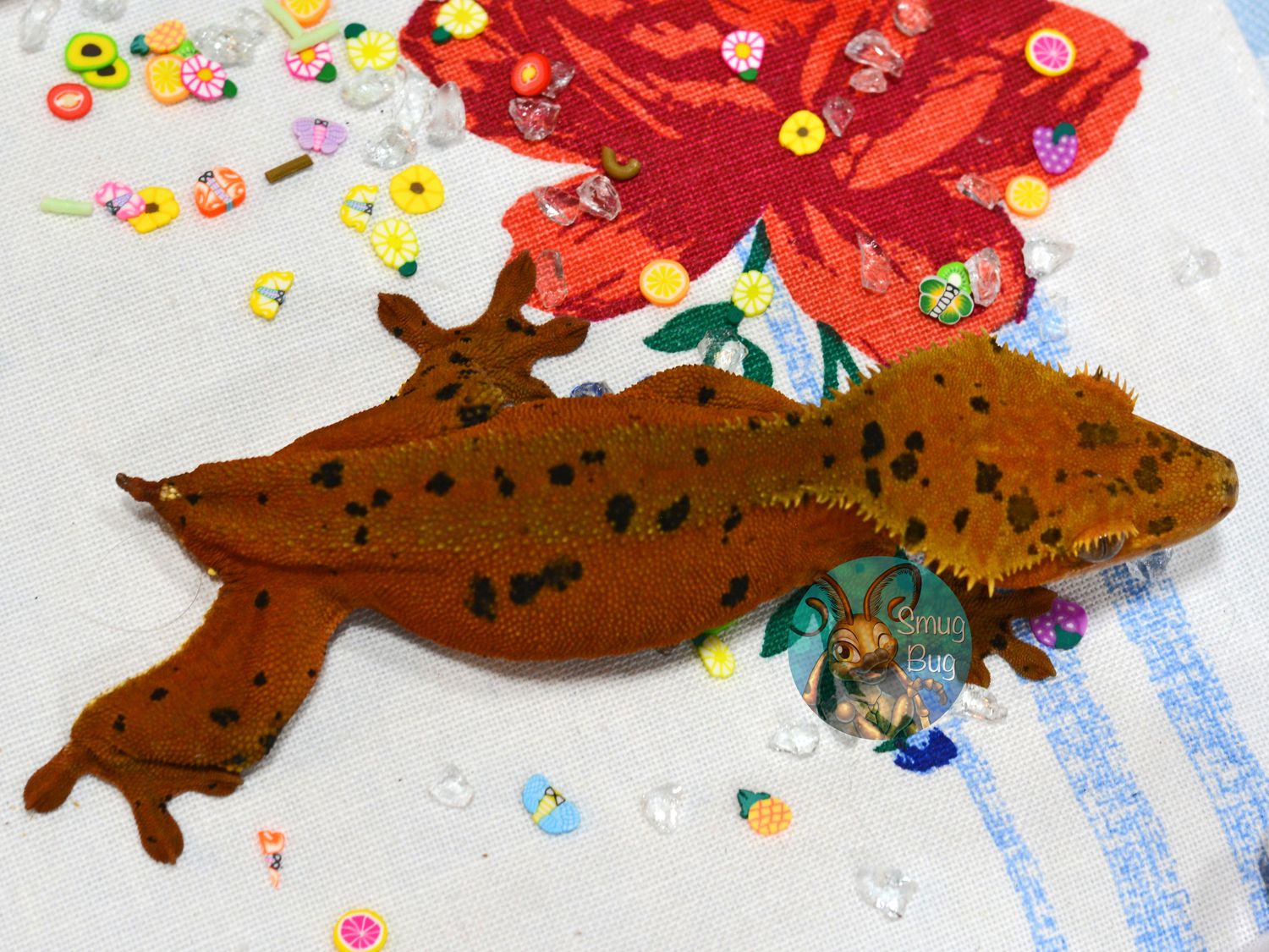 Cranberry Bog, Red Phantom superdalmatian female crested gecko