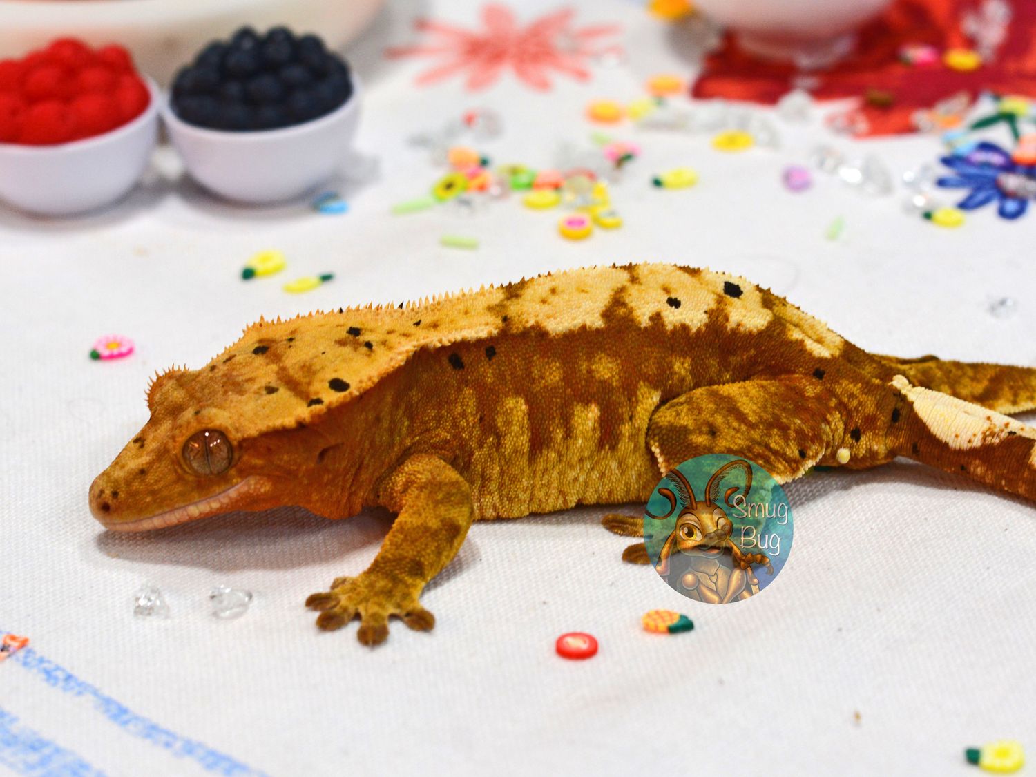 Dragonfruit, red brindle harlequin dalmatian RTB female crested gecko