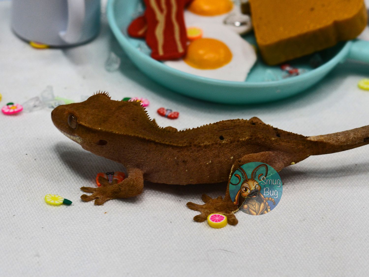 Guzzler, Brown phantom probable female crested gecko
