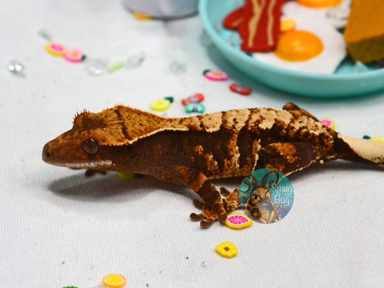 MonsterLover, dark based creamy brindle harlequin probable female crested gecko