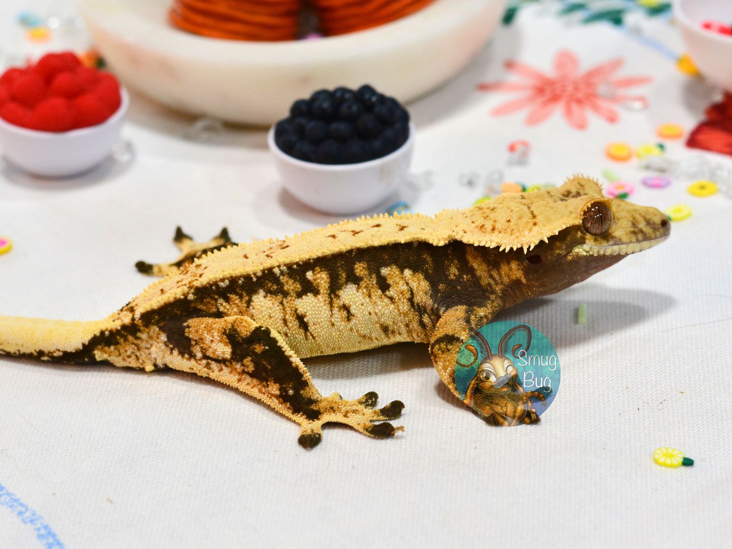 Ionosphere, dark based tricolor subadult female crested gecko