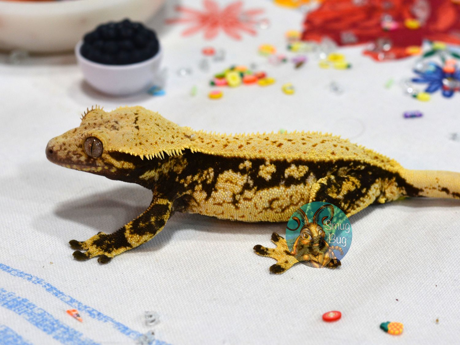 It Came From Outer Space, Whitewall dark based drippy harlequin RTB female crested gecko