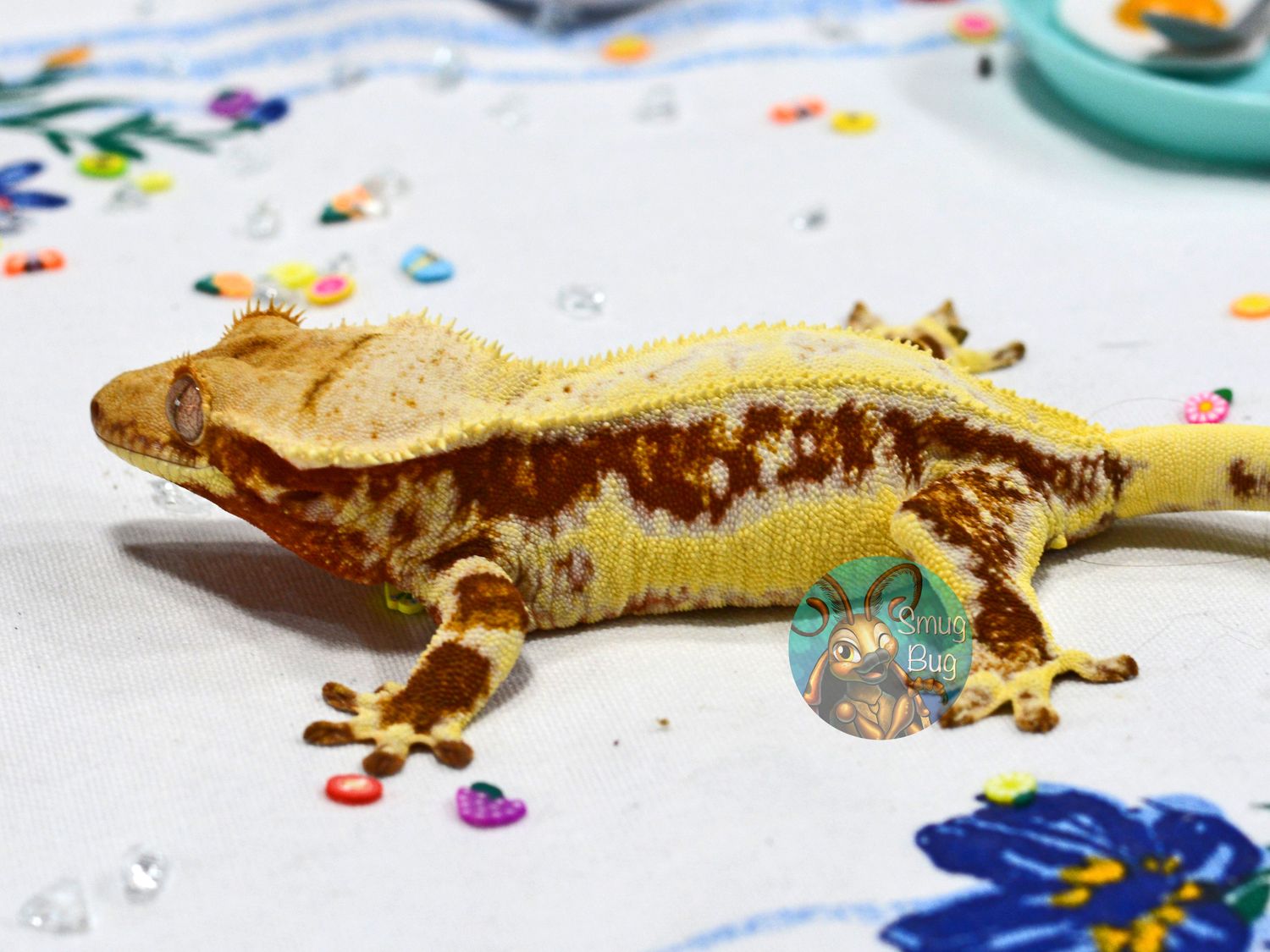 Jabba, Red harlequin drippy pinstripe juvenile female lilly white crested gecko