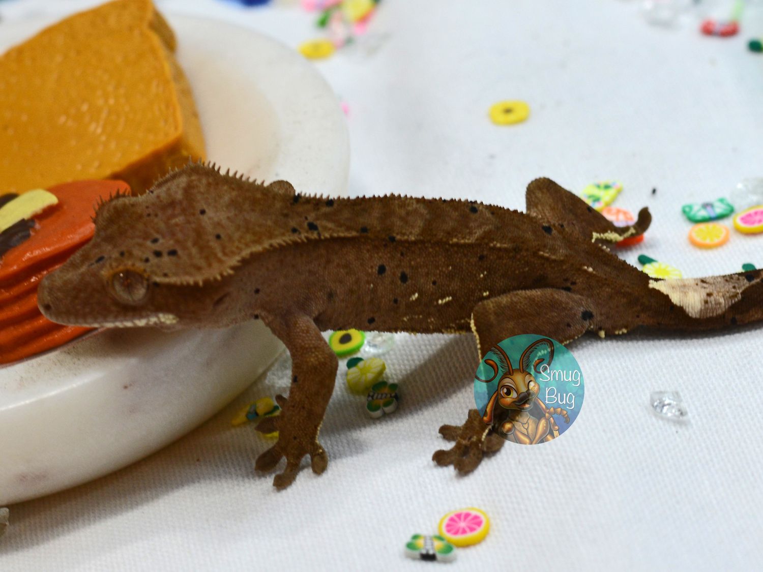 Peggy, super weird dark based dalmatian crested gecko