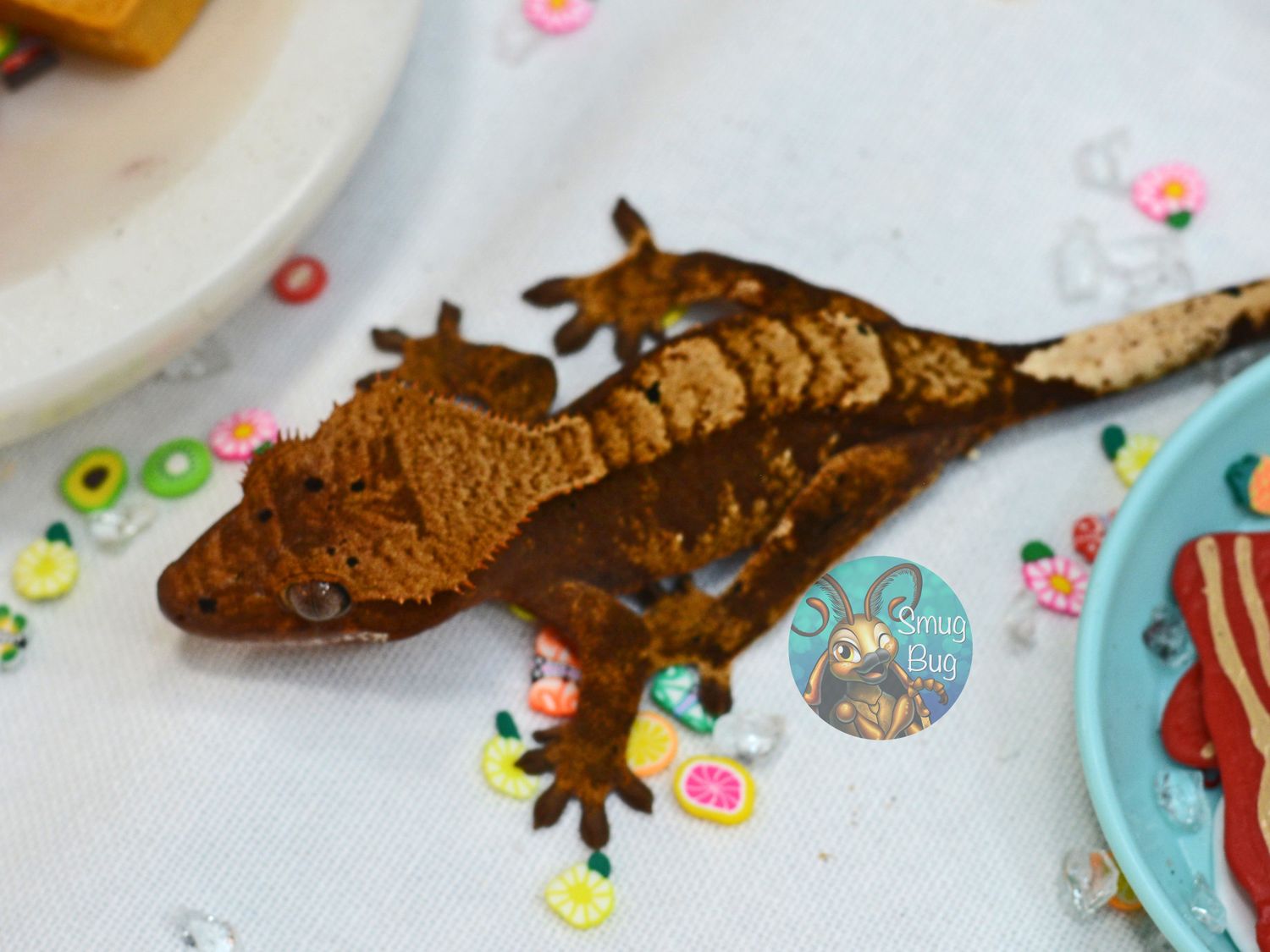 Sam I Am, probable male dark based harlequin brindle crested gecko