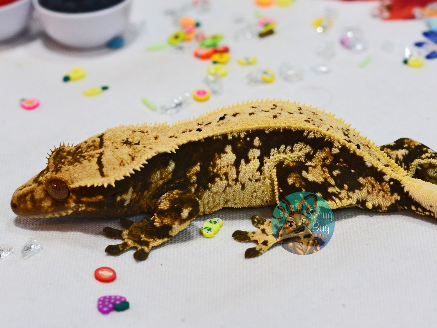 Vacuum, dark based harlequin pinstripe Adult female crested gecko