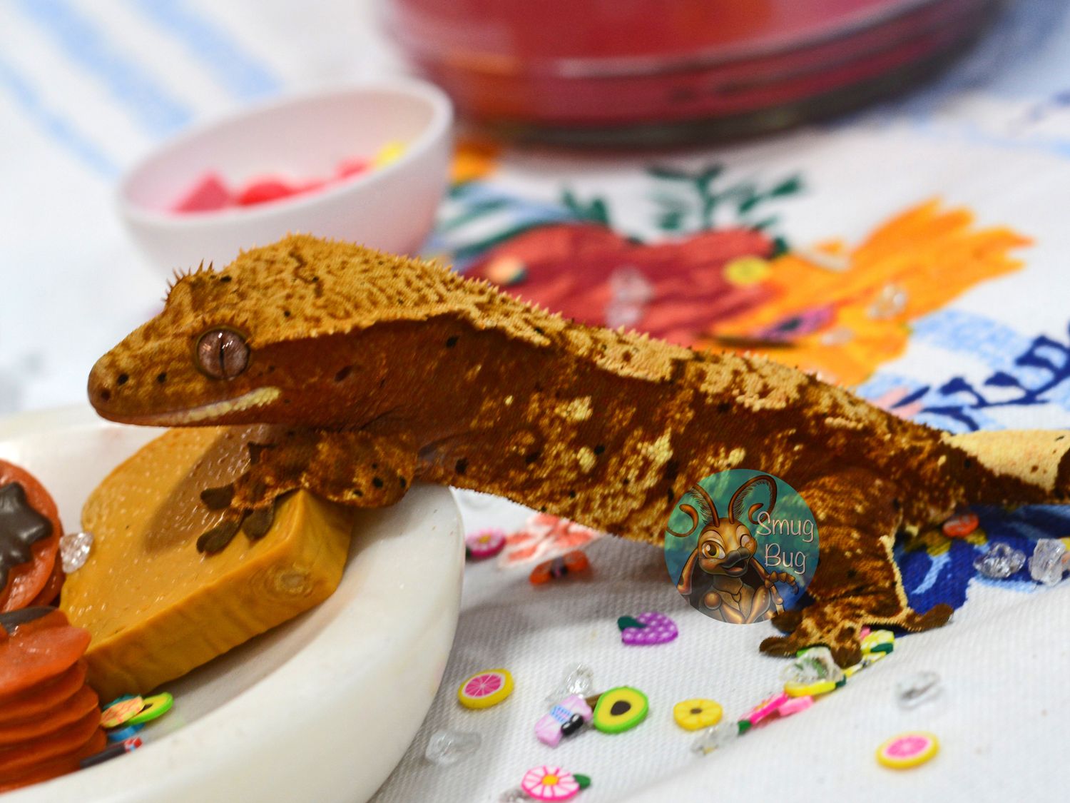 X&#39;d in the Xeriscape, Subadult Female red based brindle harlequin crested gecko