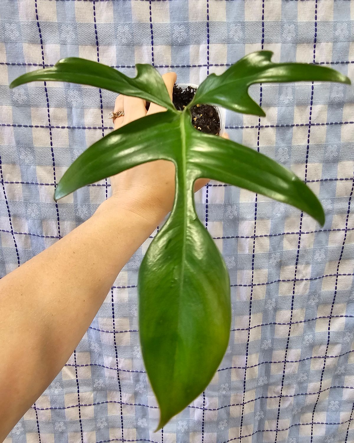 Philodendron &quot;Glad Hands&quot; (Philodendron pedatum)