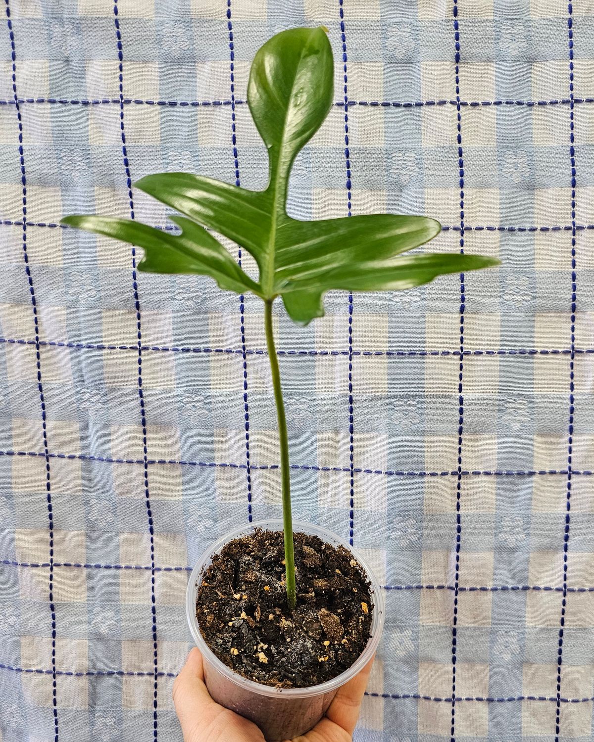 Philodendron &quot;Glad Hands&quot; (Philodendron pedatum), Size:: 4&quot; rooted plant