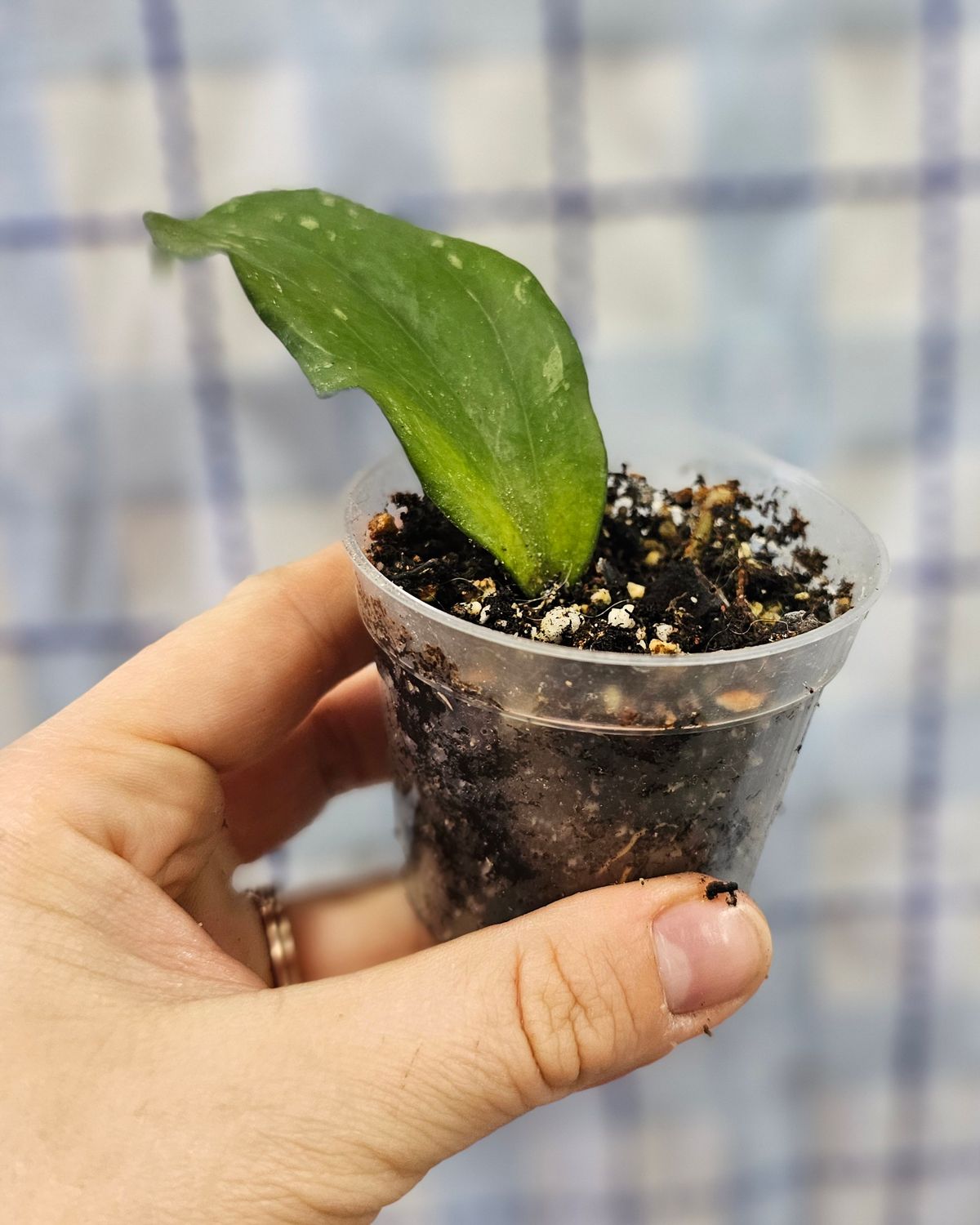 Hoya rigida, Plant option: Rooted cutting(s) in 2&quot; pot