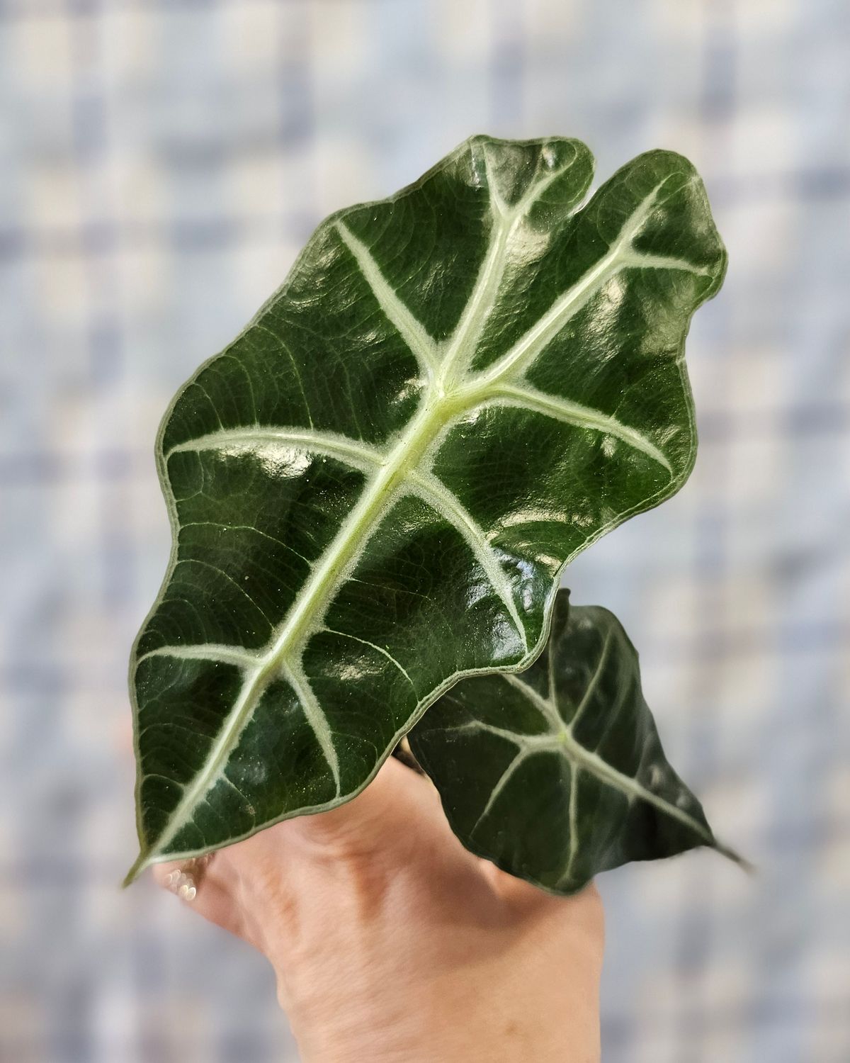 Alocasia amazonica