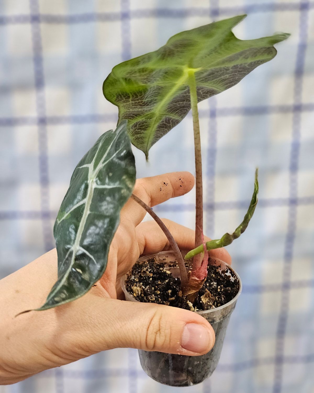 Alocasia amazonica, Size: Rooted cutting(s) in 2&quot; pot