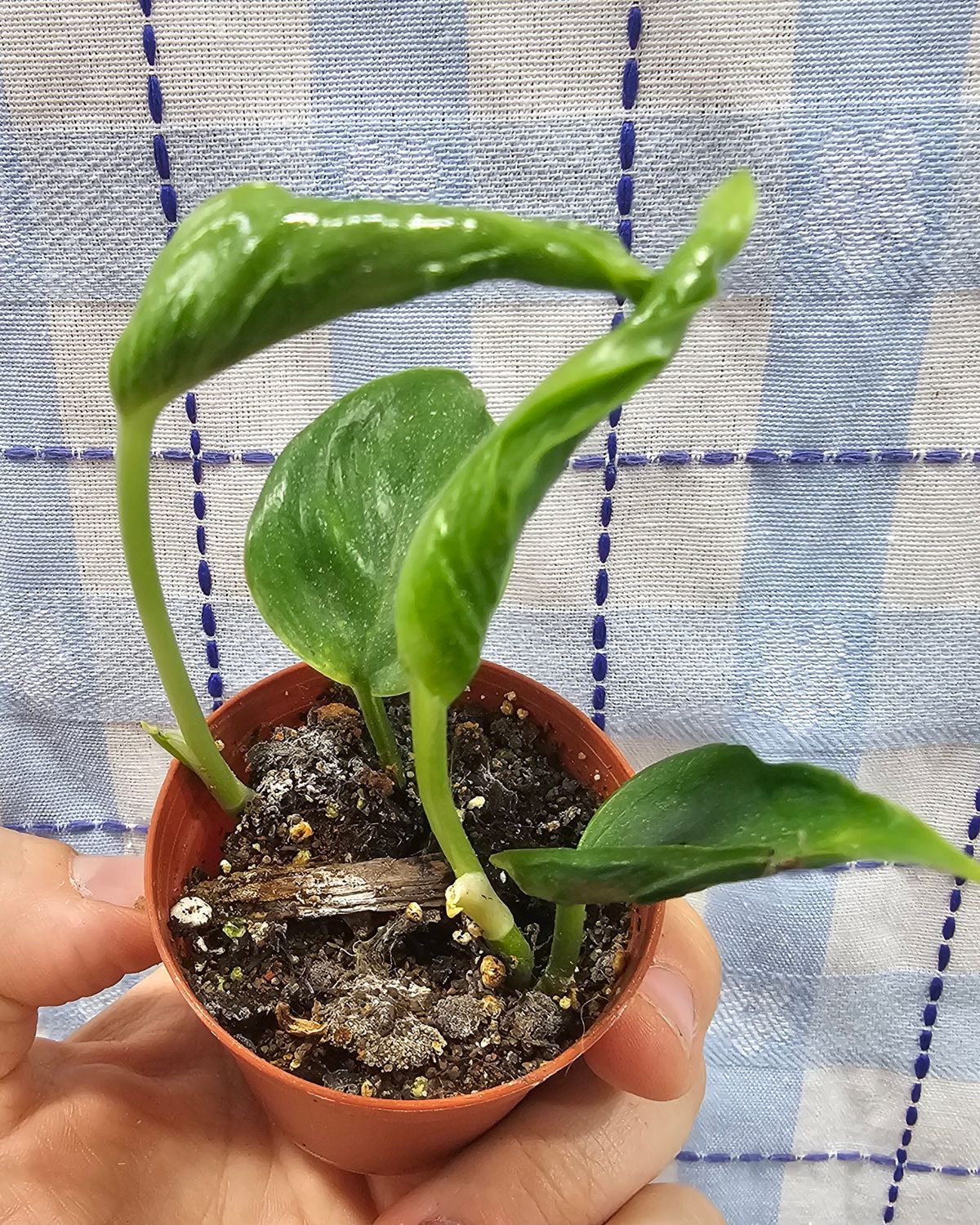 Pothos, Shangri La (Epipremnum aureum)