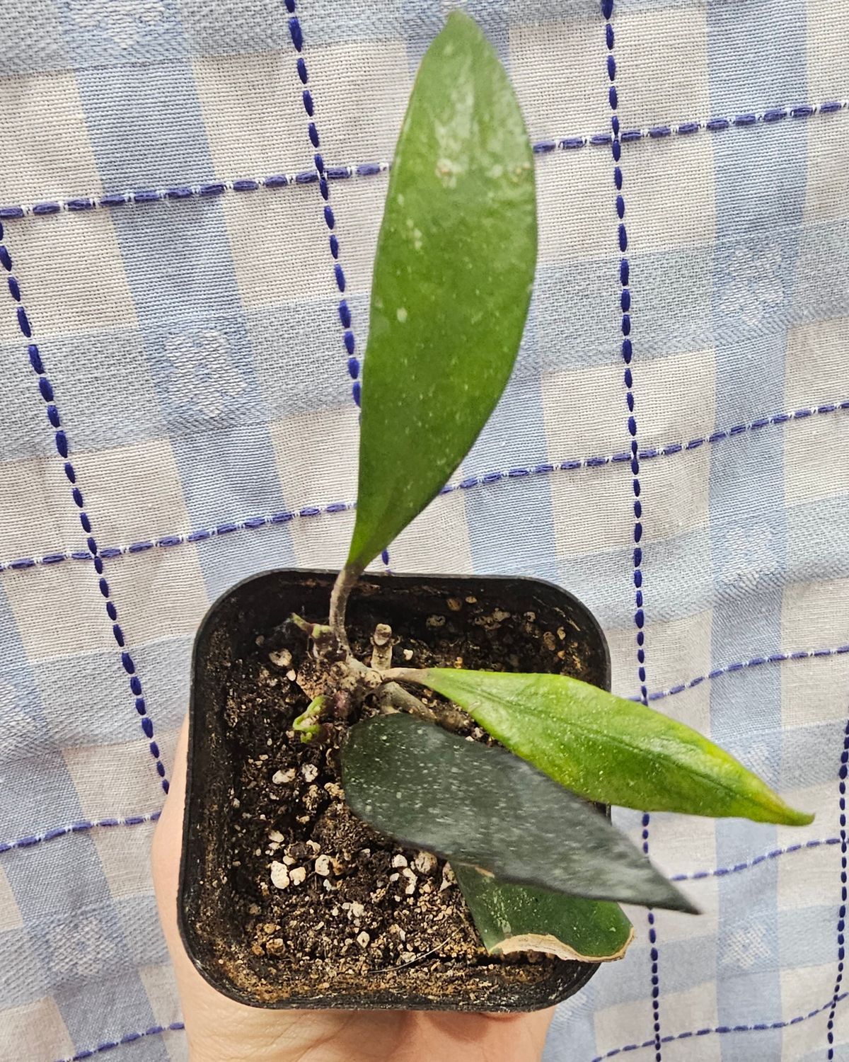 Hoya pubicalyx &quot;Hawaiian Purple&quot;