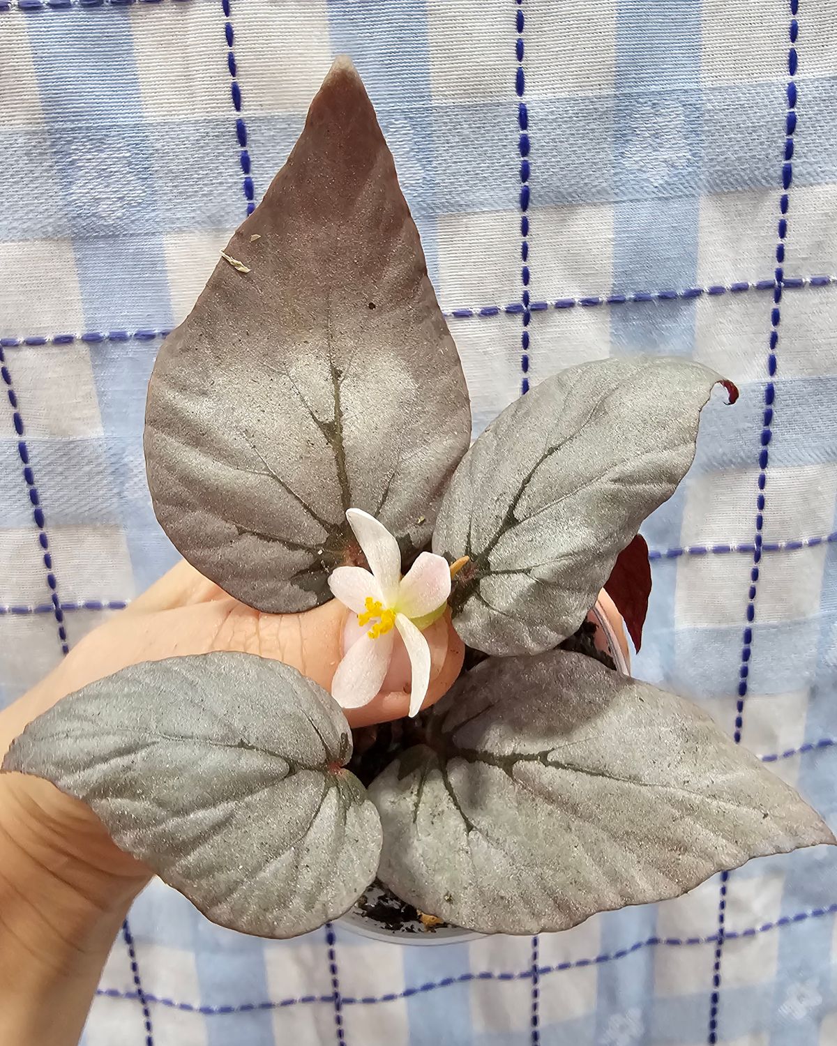Begonia &quot;Silver Limbo&quot;