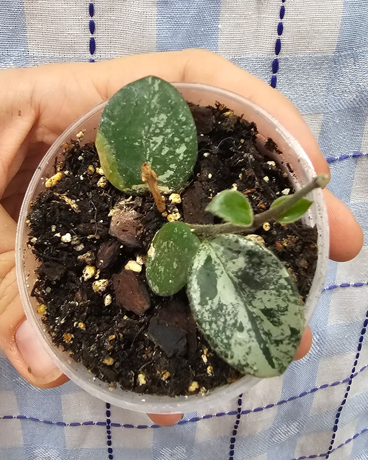 Hoya mathilde &quot;splash&quot;