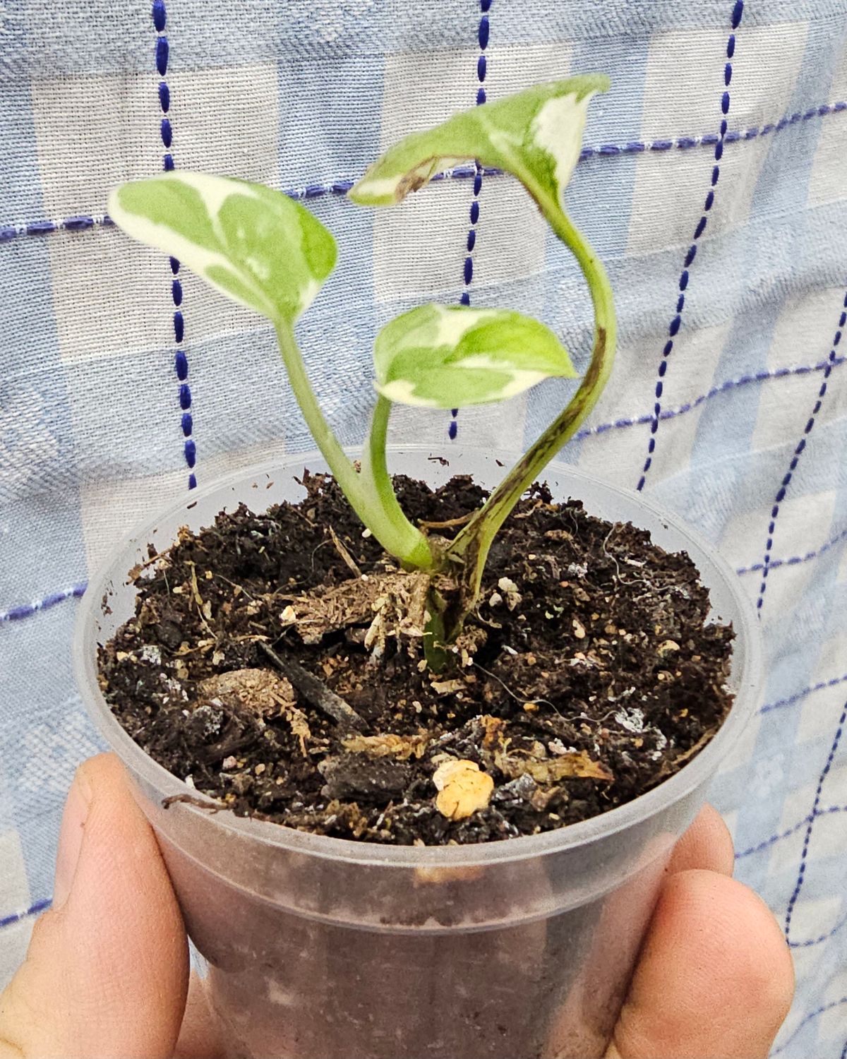 Pothos, Pearls and Jade (Epipremnum aureum)