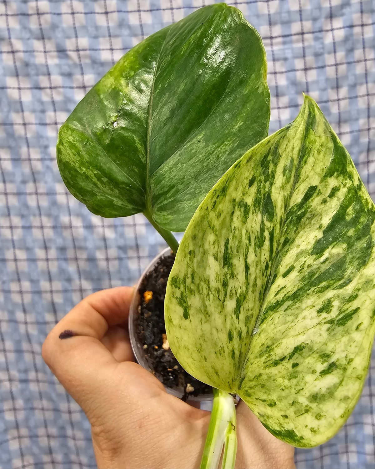 Pothos, Marble Queen (Epipremnum aureum)