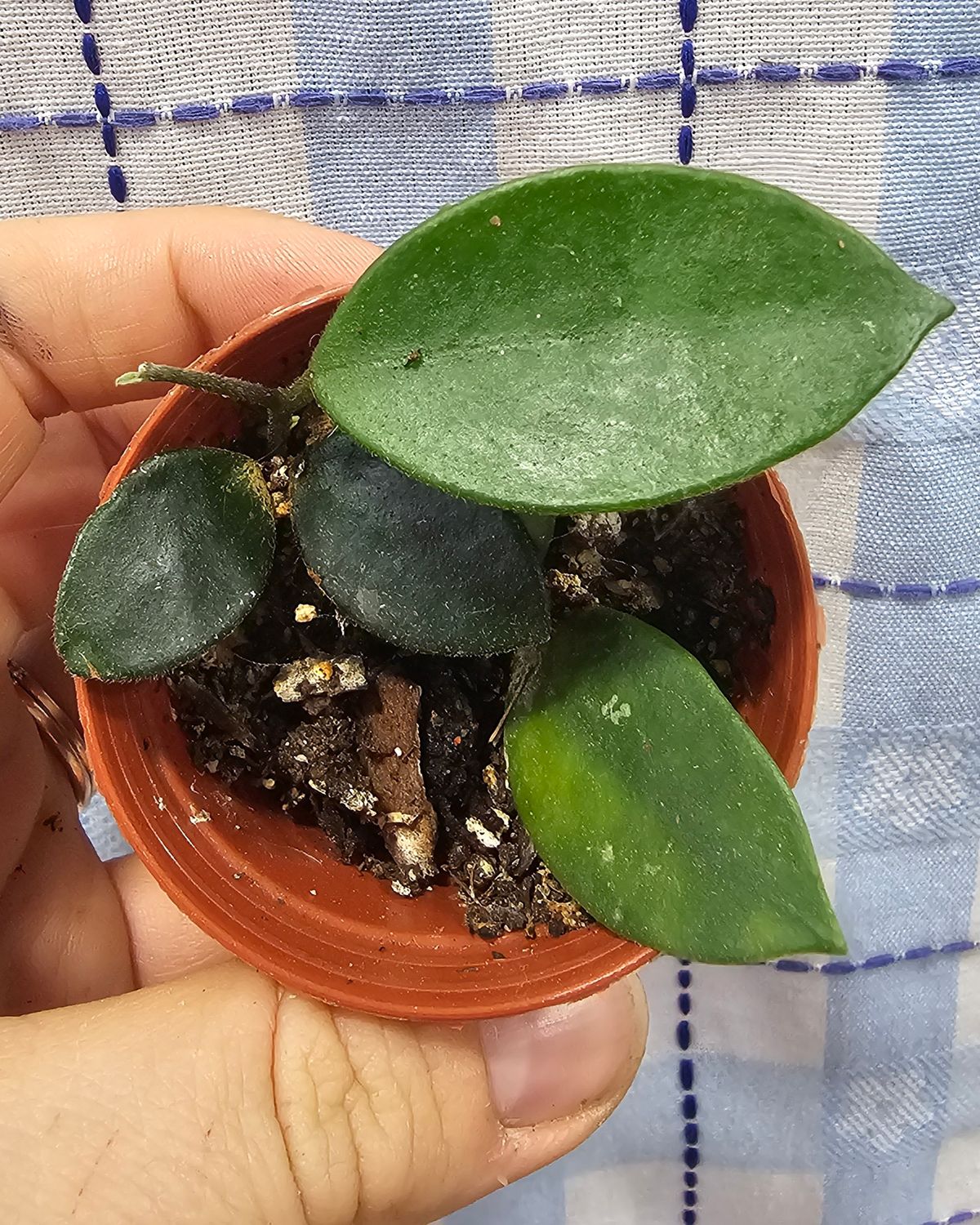 Hoya &quot;Chouke&quot;