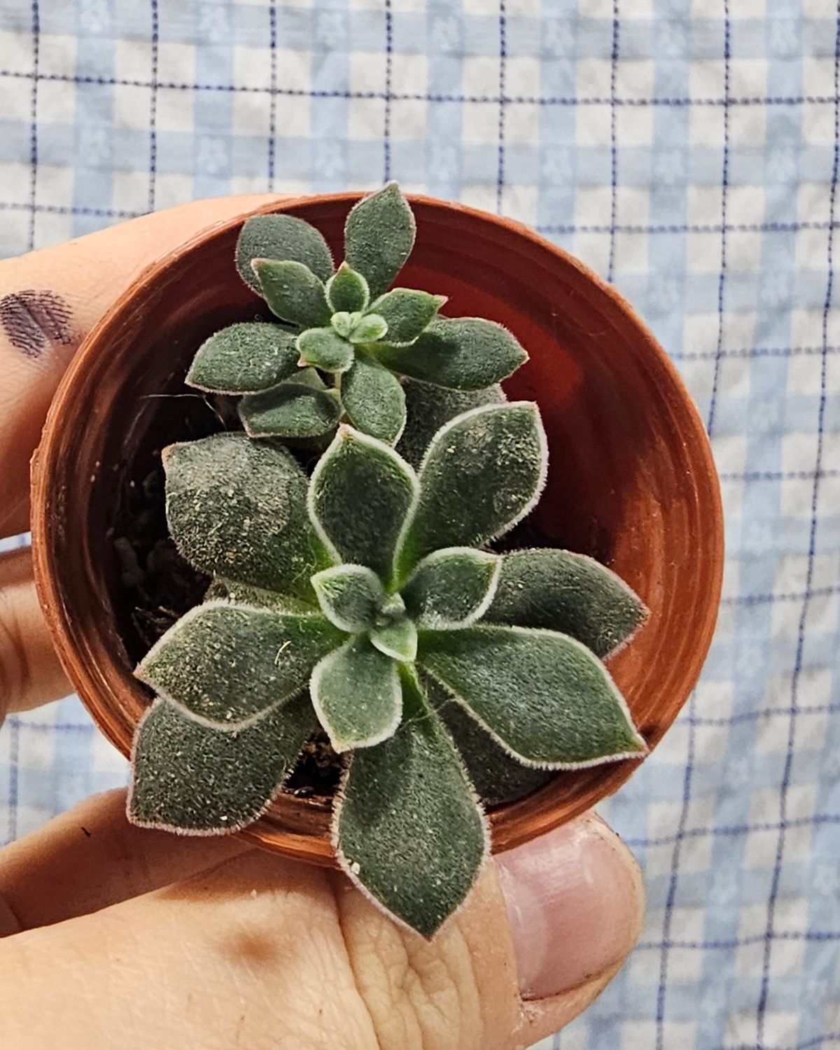 Echeveria pulvinata