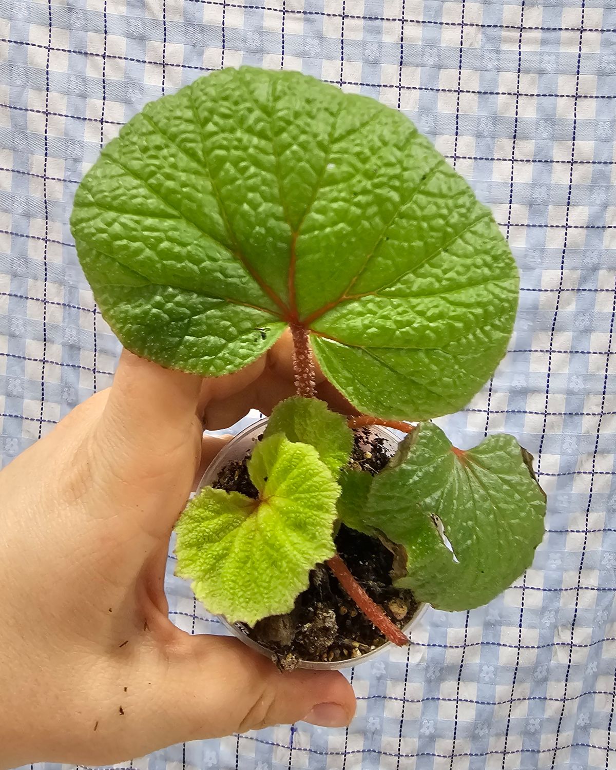 Begonia neocomensium